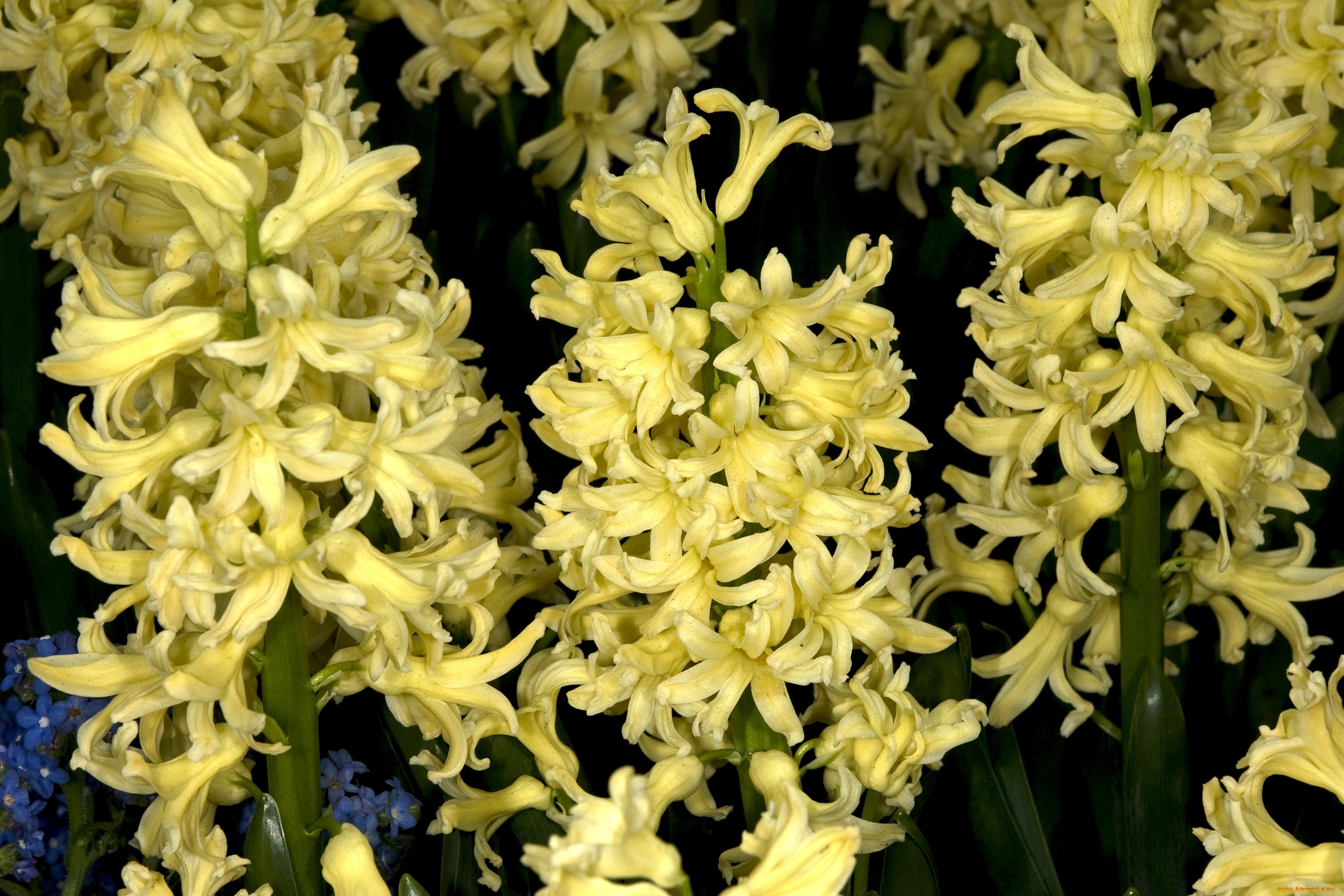 Гиацинт желтеют листья. Горчичный гиацинт. Гиацинт цветок желтый. 15 Желтых гиацинтов цветы. Сорта гиацинтов желтой расцветки с фото.